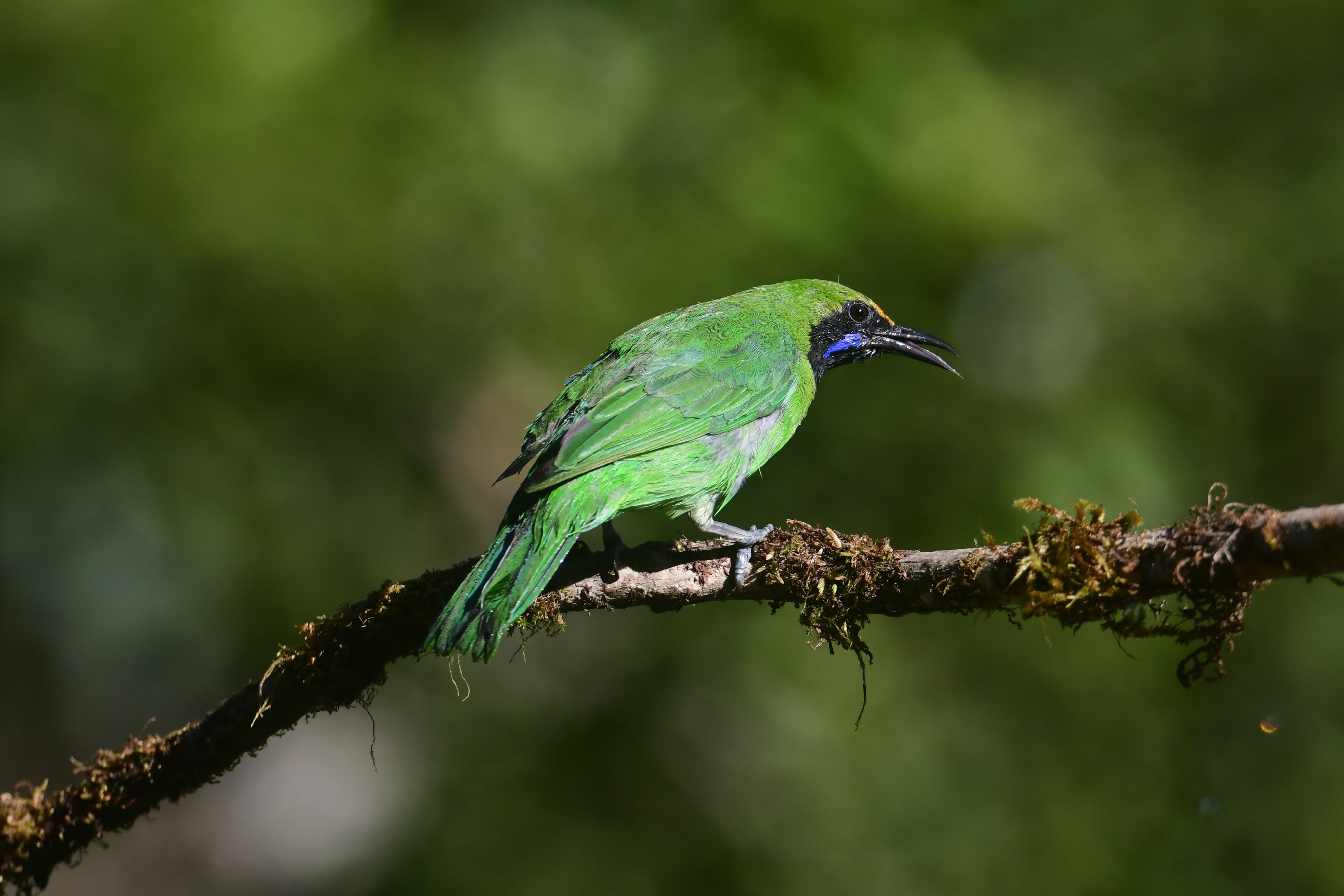 Green leafbird on a mossy branch — wildlife photography by Aahan Desai