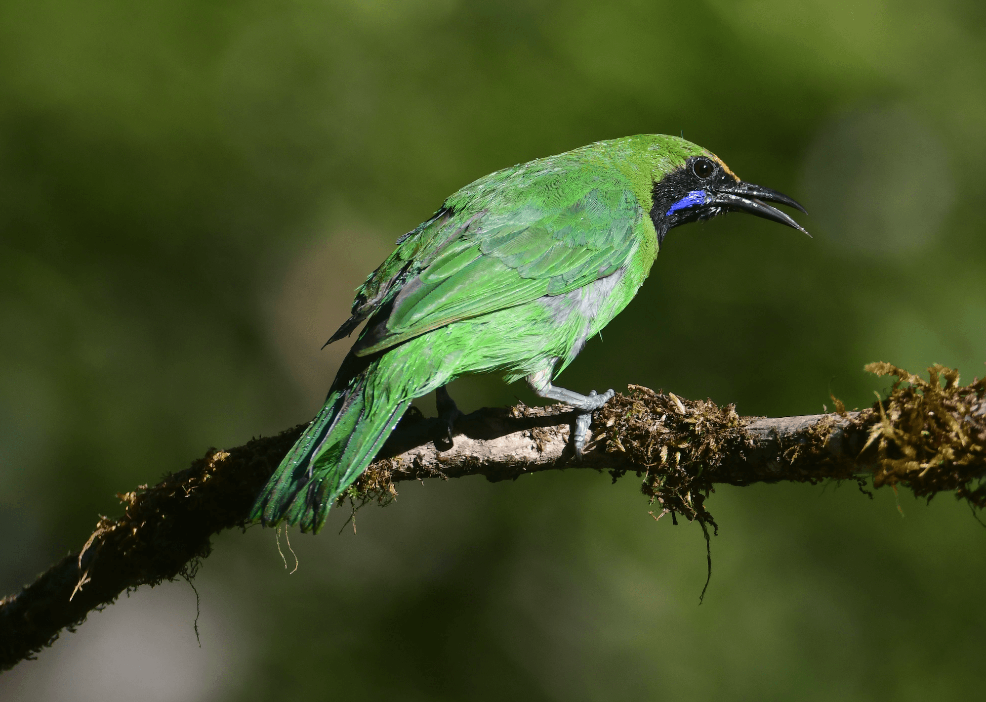 Jerdon's Leafbird