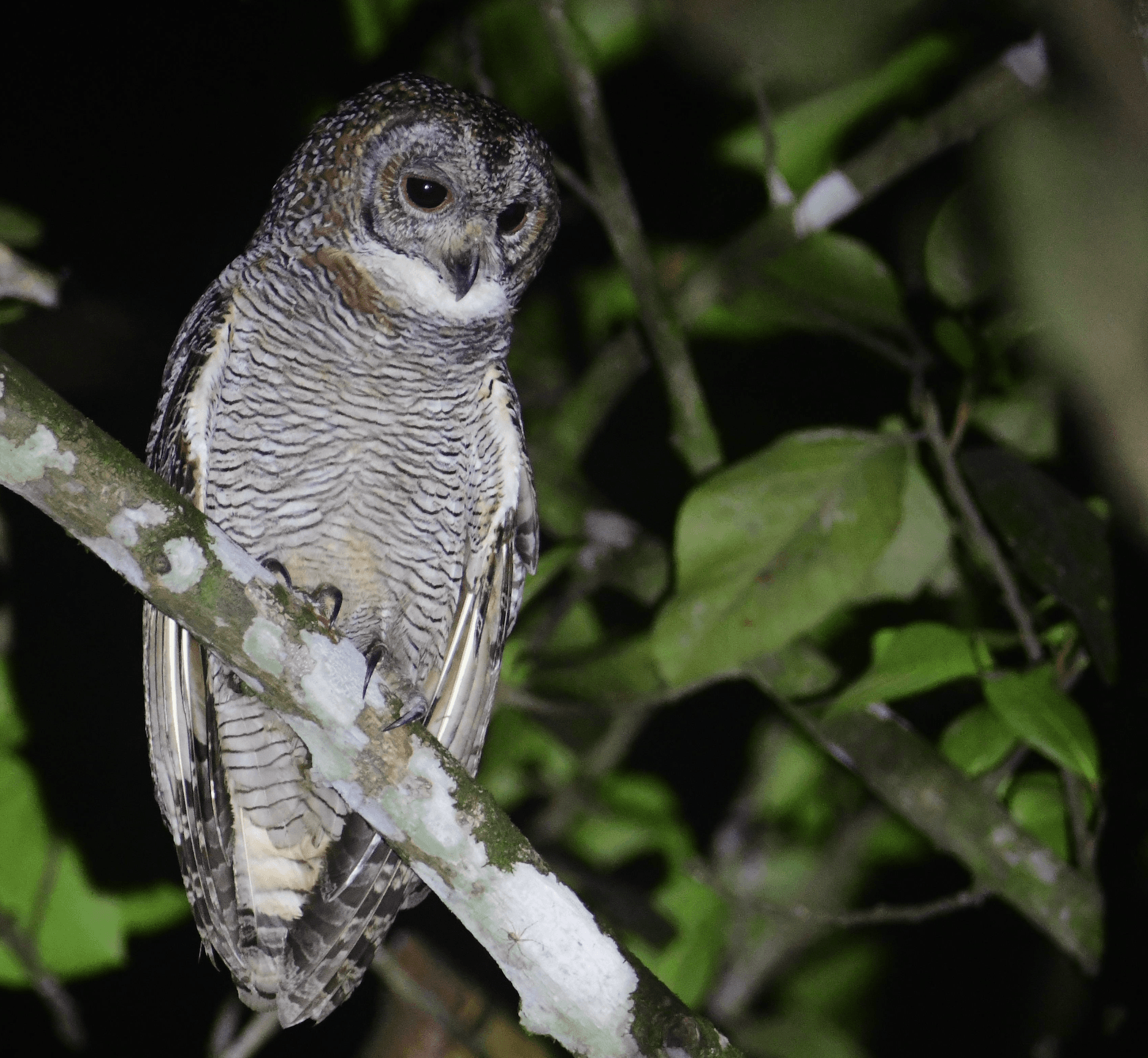 Mottled Wood Owl
