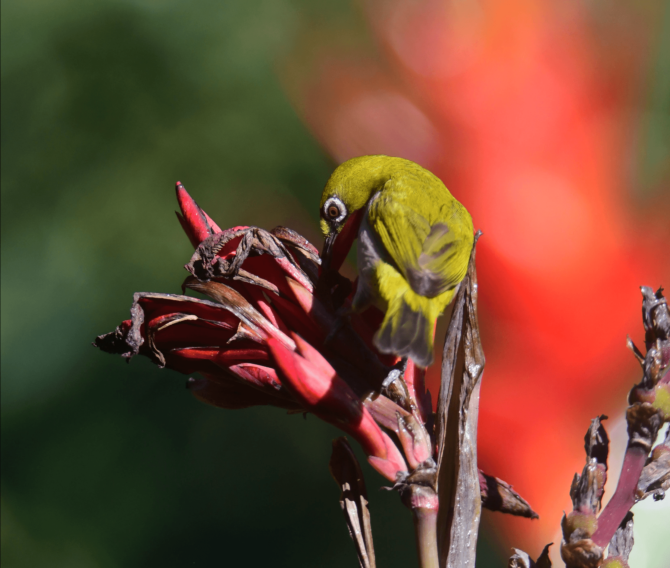 Oriental White-Eye